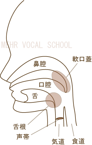 喉のしくみの図