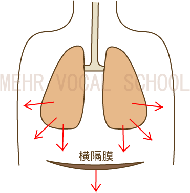 腹式呼吸図